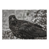 Raven P9239 Fotodruck (Vorne)