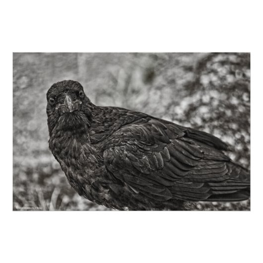 Raven P9239 Fotodruck (Vorne)