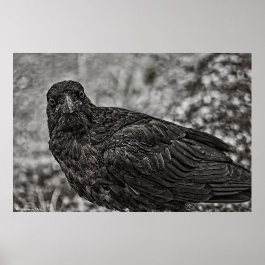 Raven P9239 Poster (Vorne)