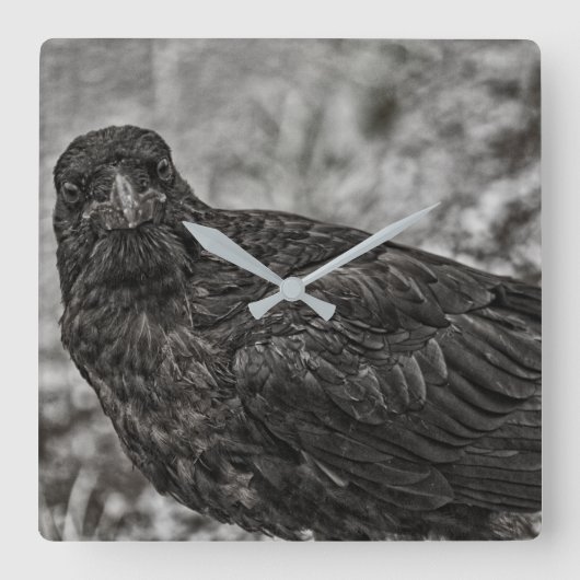 Raven P9239 Quadratische Wanduhr (Vorderseite)