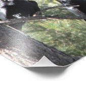 Raven Pair im Berg Fotodruck (Ecke)