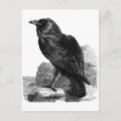 Raven Postcard Postkarte (Vorderseite)