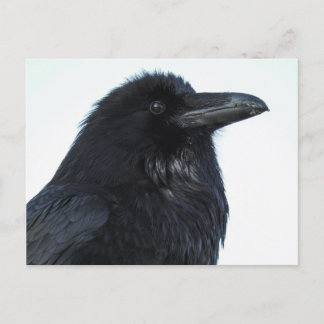 Raven Postcard Postkarte