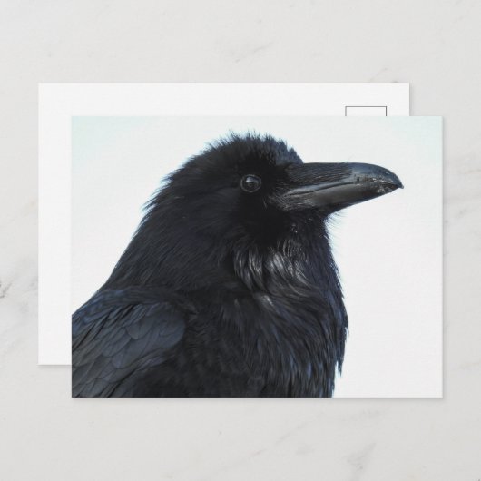 Raven Postcard Postkarte (Vorne/Hinten)