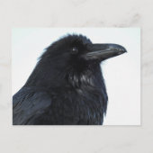 Raven Postcard Postkarte (Vorderseite)