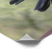 Raven Poster (Ecke)