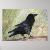 Raven Poster (Vorne)
