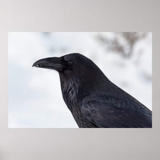 Raven Poster (Vorne)
