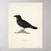 Raven Poster (Vorne)