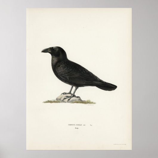 Raven Poster (Vorne)