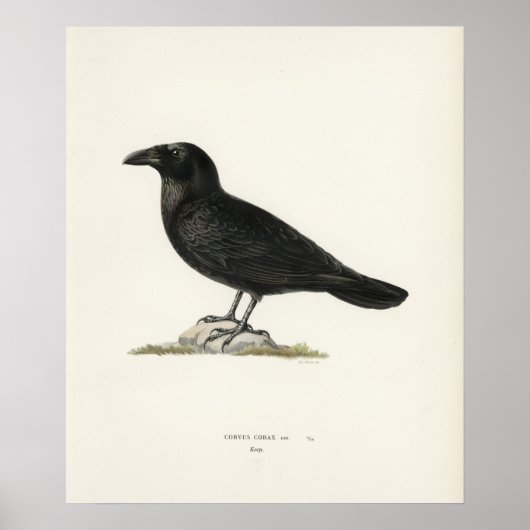 Raven Poster (Vorne)