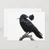 Raven Postkarte (Vorne/Hinten)