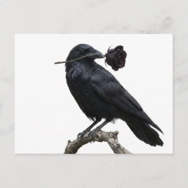 Raven Postkarte