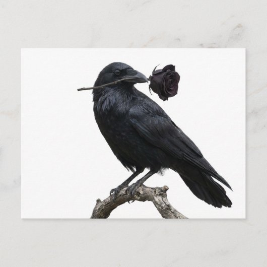 Raven Postkarte (Vorderseite)