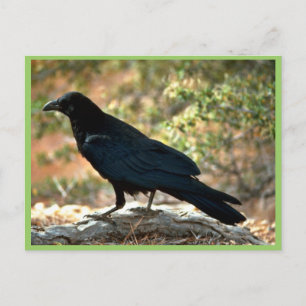 Raven Postkarte