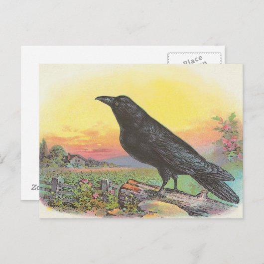 Raven Postkarte (Vorne/Hinten)