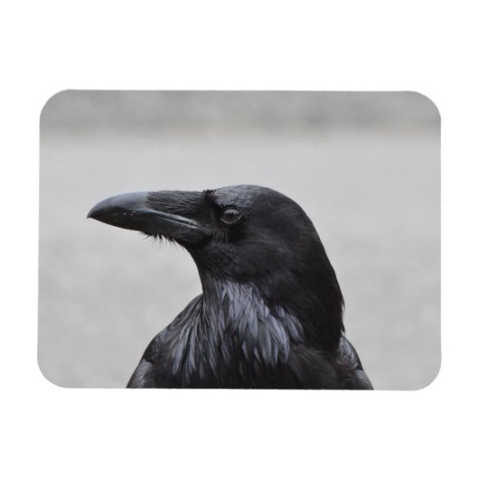 Raven the Magnificent! Magnet (Horizontal)