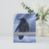 Raven über einem Wasserfall Postkarte (Stehend Vorderseite)