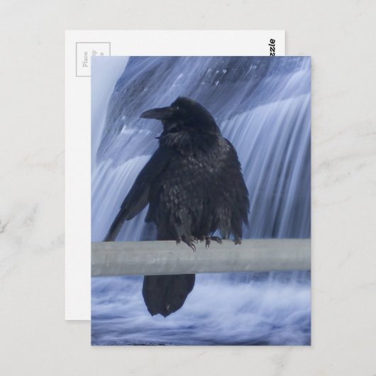 Raven über einem Wasserfall Postkarte (Vorne/Hinten)