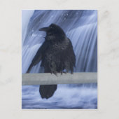 Raven über einem Wasserfall Postkarte (Vorderseite)