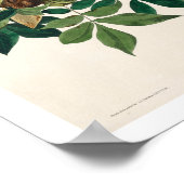 Raven von Audubon Poster (Ecke)