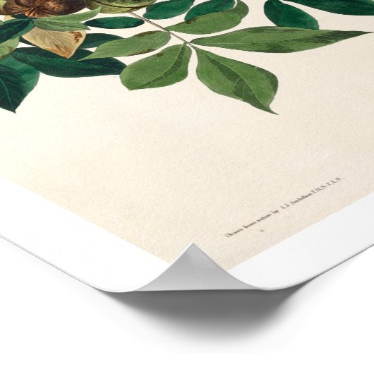 Raven von Audubon Poster (Ecke)