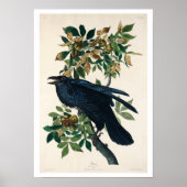 Raven von Audubon Poster (Vorne)