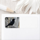 Raven Warten (Insitu)