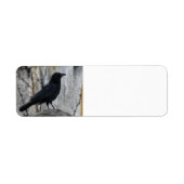 Raven Warten (Vorne)