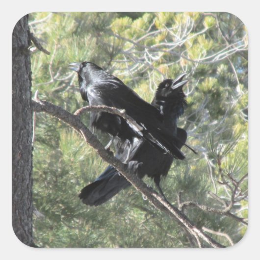 Ravens auf dem Berg Quadratischer Aufkleber (Vorderseite)