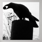 Raven's Bite, S Cyr Poster (Vorne)