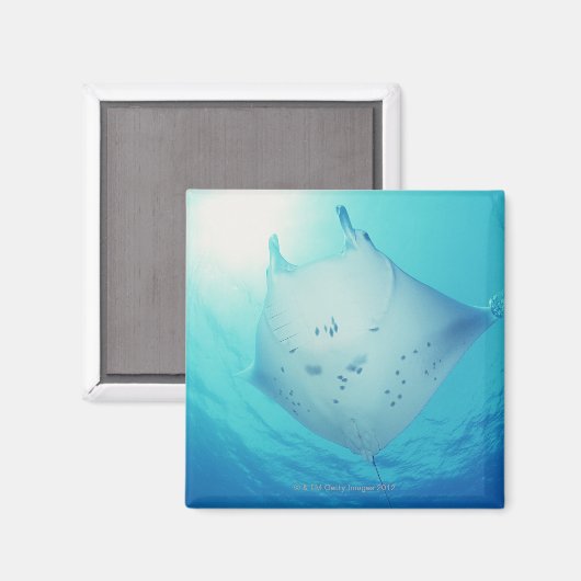 Ray Magnet (Vorderseite/Rückseite)