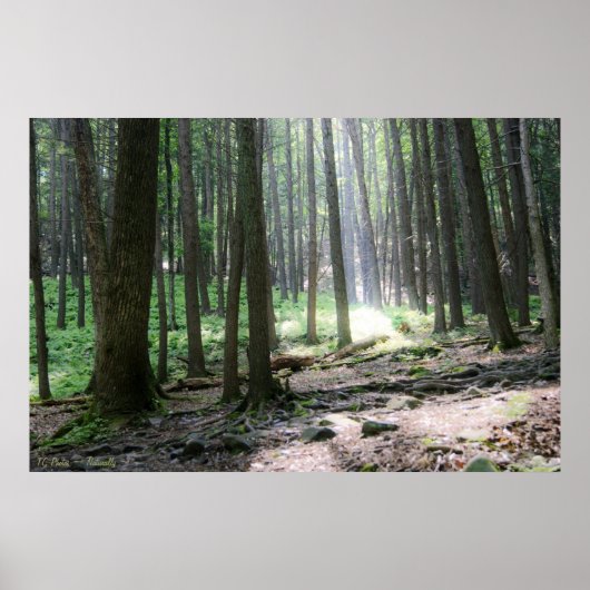 Ray of Hope 36 x 24 Poster (Vorne)