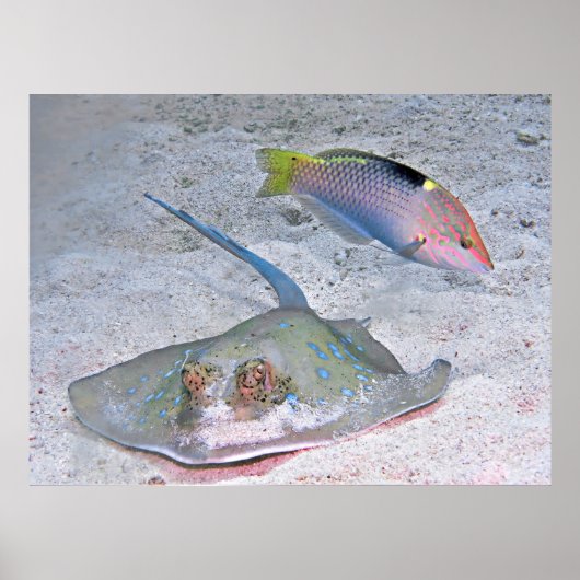 Ray und Wrasse Poster (Vorne)