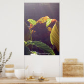 Rays Poster (Küche)