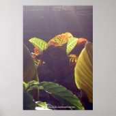 Rays Poster (Vorne)