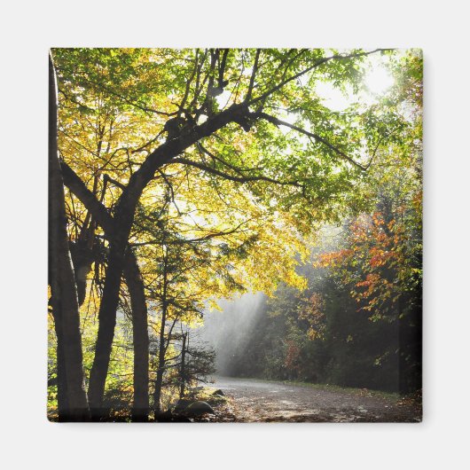 Rays Sun Shady Forest Canyon Ste-Anne QC Magnet (Vorne)