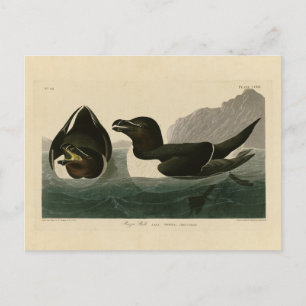 Razor Bill, John James Audubons Vögel in Amerika Postkarte