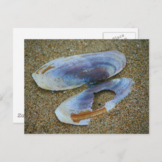 Razor Clam Muschel, Oregon Postkarte (Vorne/Hinten)