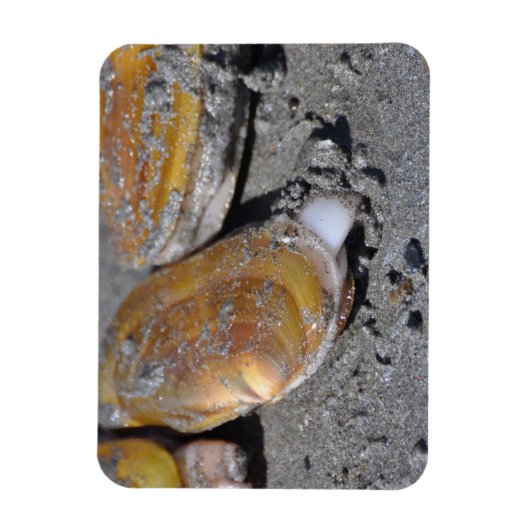 Razor Clams Diggging Magnet (Vertikal)