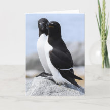 Razorbill Pair