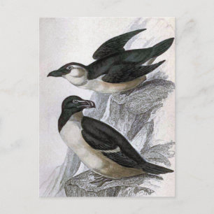Razorbills Vintag Bird Illustration Postkarte