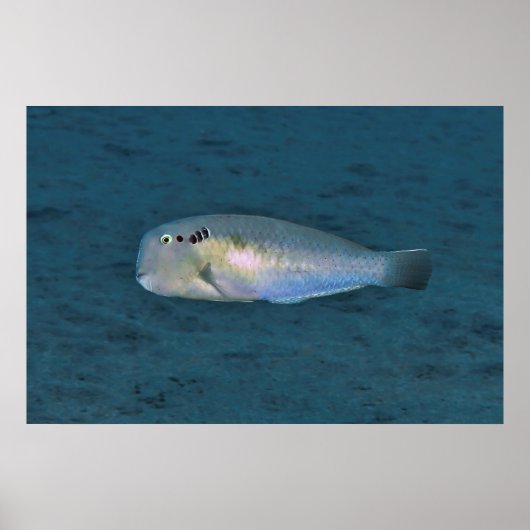 Razorisch Poster (Vorne)