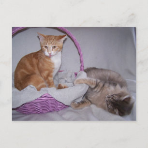 Razzbeeren Postkarte