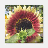 Razzmatazz Sonnenblume Magnet (Vorne)