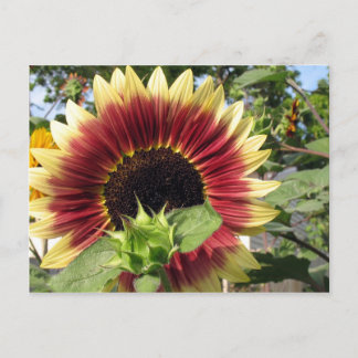 Razzmatazz Sonnenblume Postkarte