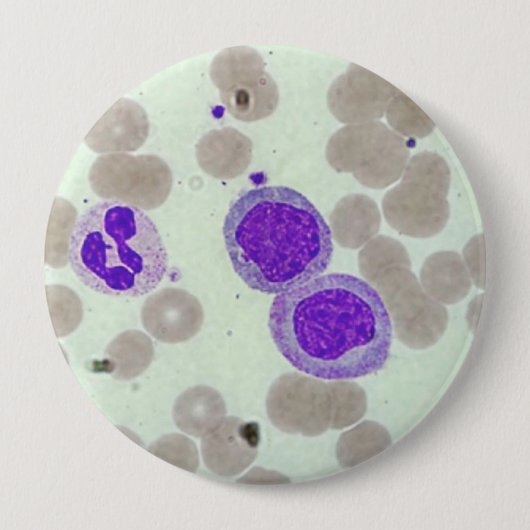 rbcs wbcs Dia Labrador Mikroskophämatologie Button (Vorderseite)