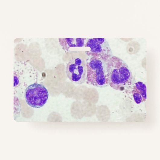 RBCs WBCs Slide Microscope Hämatology Labrador Ausweis (Vorderseite)