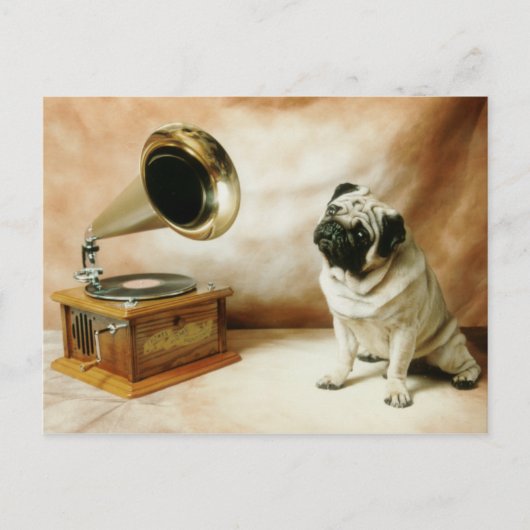 RCA Mops-Hund Postkarte (Vorderseite)