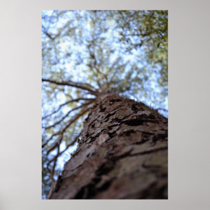 Reach High by Shirley Taylor Poster